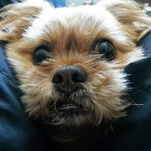 Meet your Posher, Justin